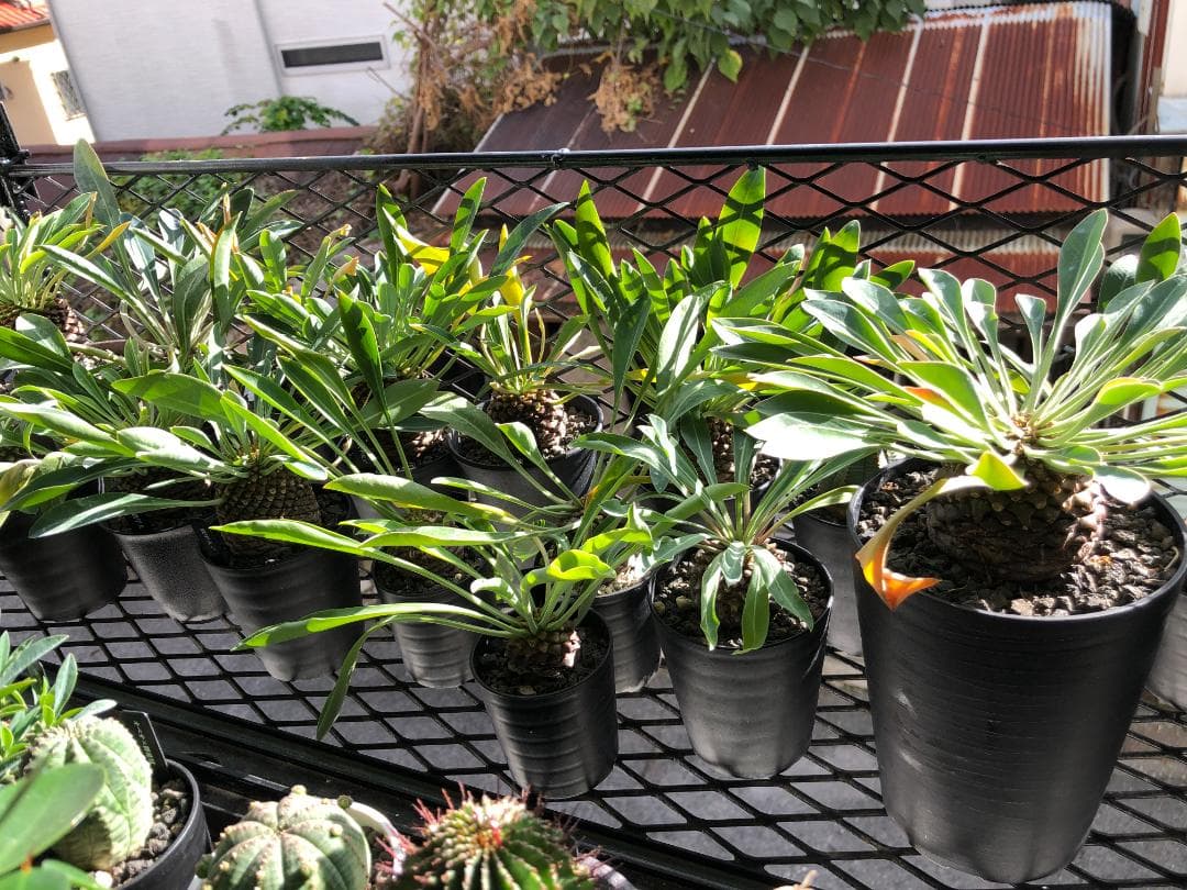 オベサ鉄甲④ 実生 2022年頃 播種 良型 フーフォルビアオベサ♀✕鉄甲