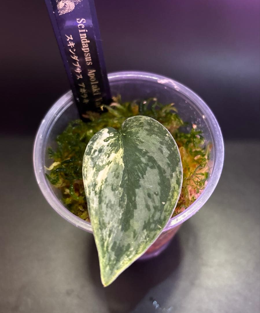 スキンダプサス 綺麗な セットL2の通販はau PAY マーケット - 輸入雑貨