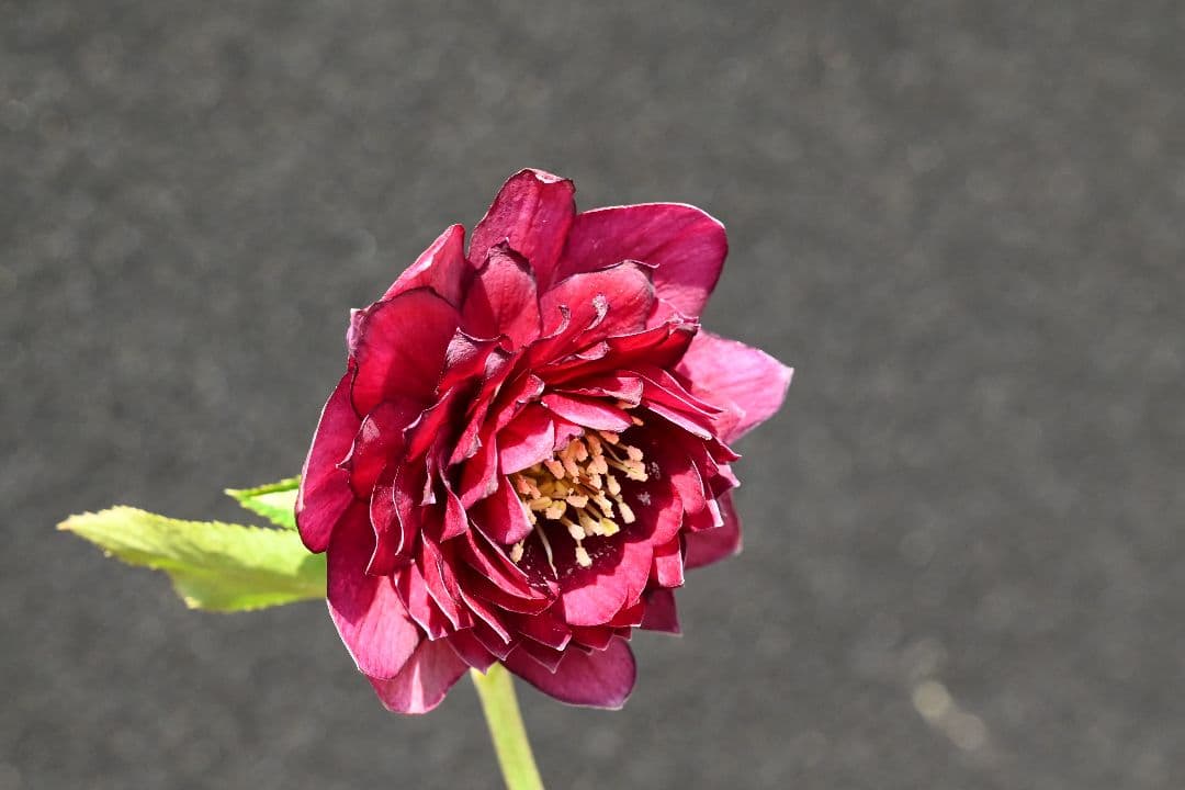 クリスマスローズ 認定！グロッシー シャガール 加藤農園 - メルカリ