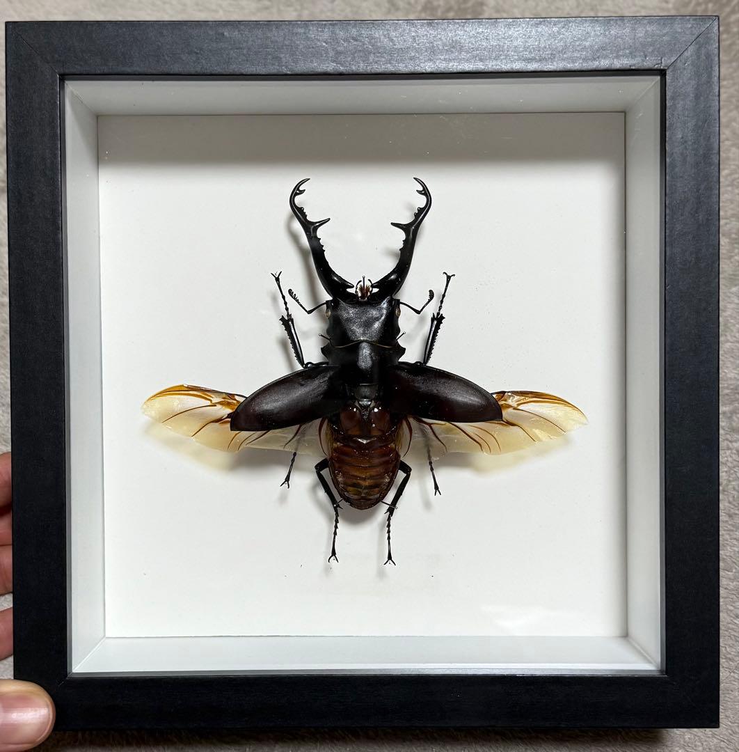 せんよう 楽天市場】☆○【ネコポス対応】【SNOOPY】ネジセット ASP-74