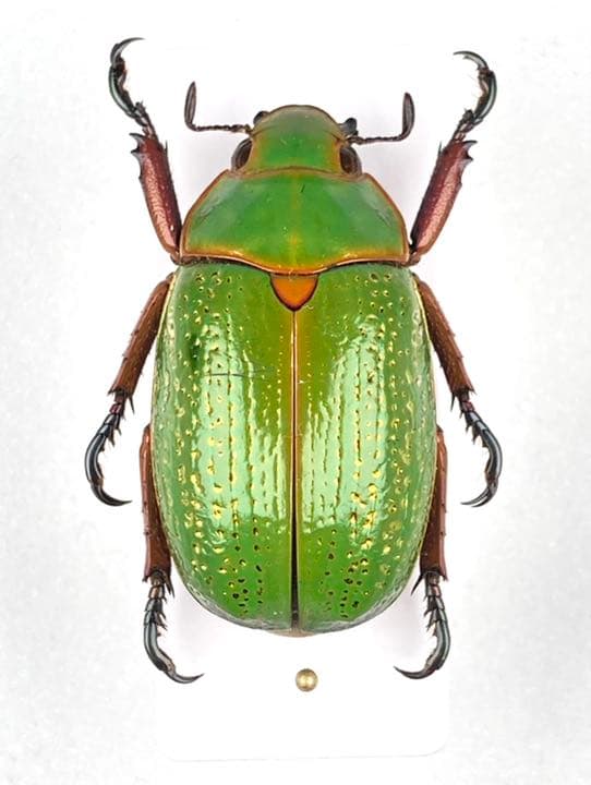 昆虫標本ウグイスコガネ