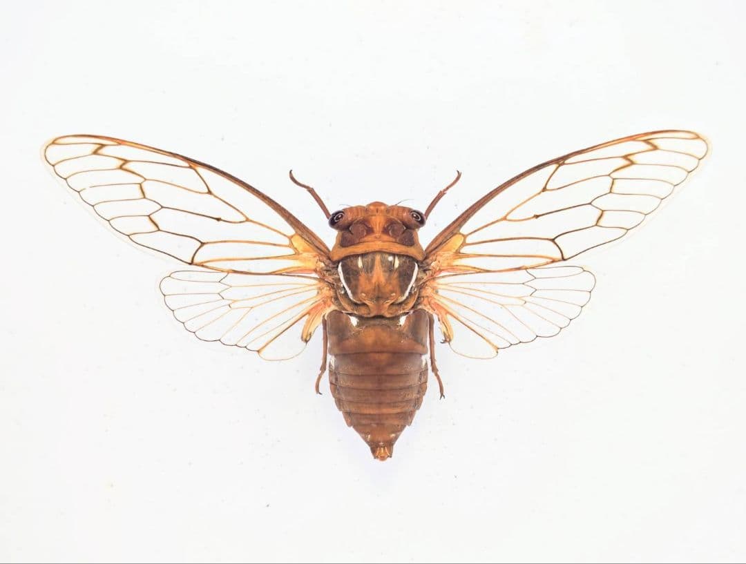 週末限定セール　昆虫標本　エチゴエゾゼミ エゾゼミ 昆虫標本 蝶標本 その他 インテリア - メルカリ