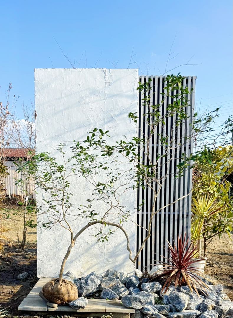 鹿の谷なう様リクエスト品 山採りアセビ2本セット(エリア限定自社配送