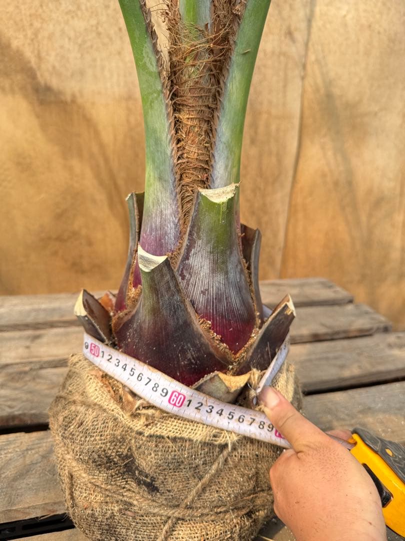 ま*中様 ココスヤシシルバーリーフ【極太】葉先170cm幹回り70cm 幹高