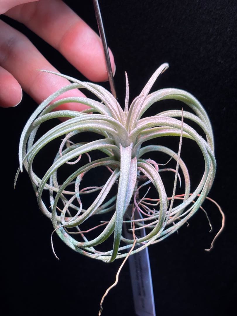 ブロメリア・エアープランツ Tillandsia exserta x 'Apretado RFI' YCB Tillandsia exserta - Bird Rock Tropicals