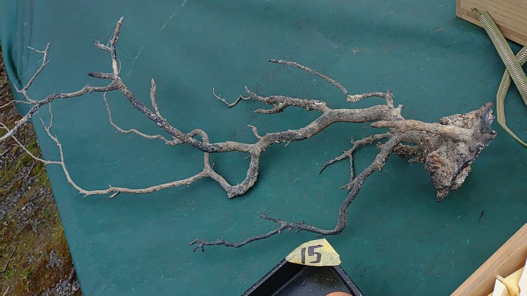 海松？　黒松？　深海松？　黒珊瑚？　虹色珊瑚？ 原木 2026年最新】海松 原木の人気アイテム - メルカリ