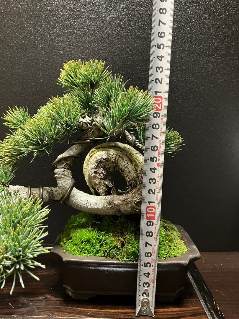 銀八房五葉松、宮島五葉松の捻転盆栽 - メルカリ