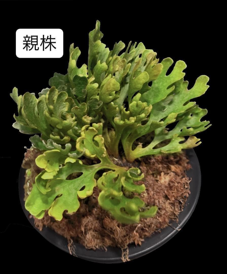 ビカクシダ リドレイ ドワーフ シルバー 板付 R-3 - メルカリ
