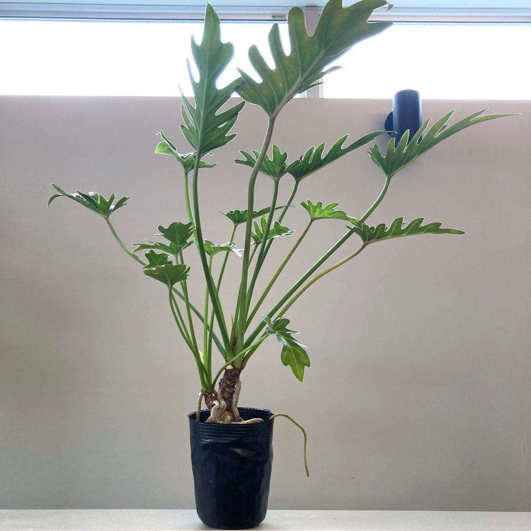 フィロデンドロン クッカバラ 幹立ち 幹上がり 根上がり ① - メルカリ