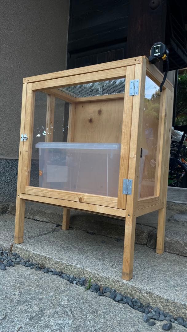 昆虫標本 レア種 大型カザリツノクワガタ 28mm