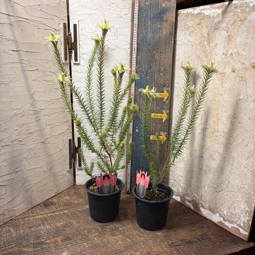 ガーデニング　フィリカ　プベッセンス　5寸2鉢　オージープランツ ガーデニング フィリカ プベッセンス 5寸2鉢 オージープランツ