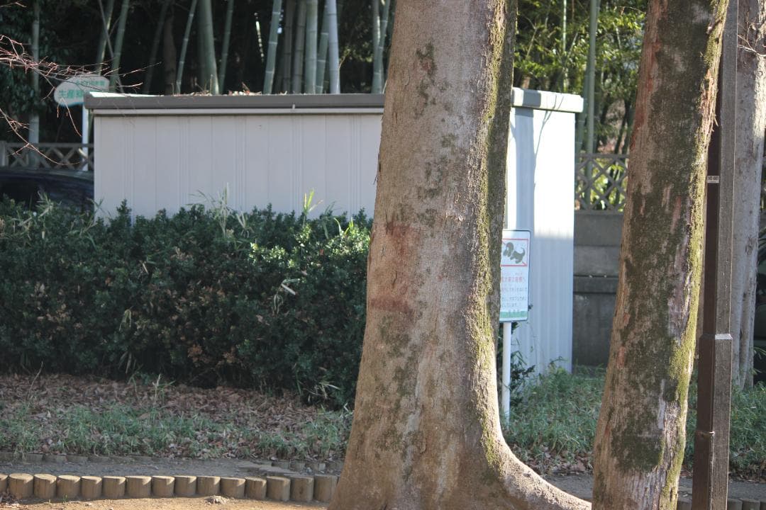 (極美品) Canon EF-S 55-250mm f/4-5.6 IS II