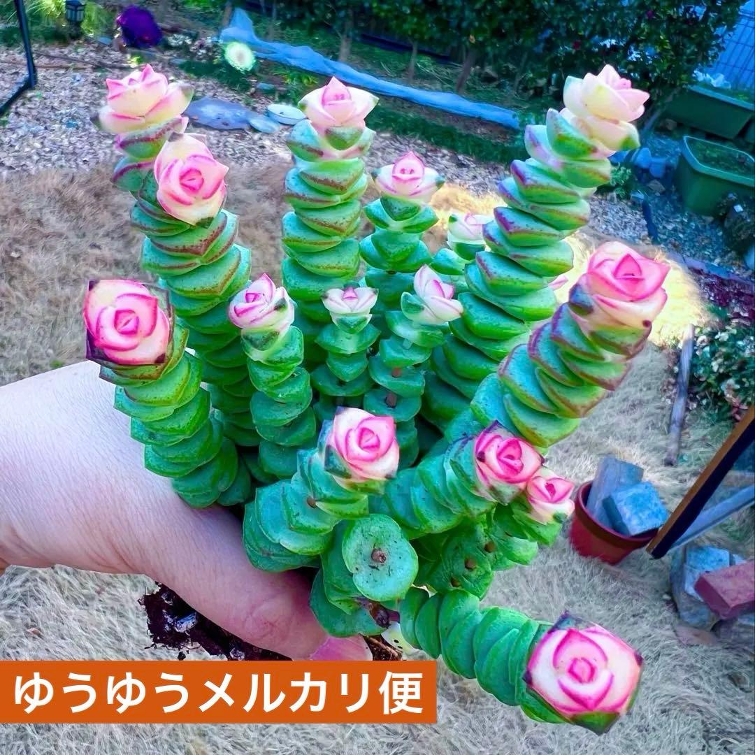 銭串錦レアクラッスラ属(全て抜き苗) 多肉植物｛ゆうゆうメルカリ便