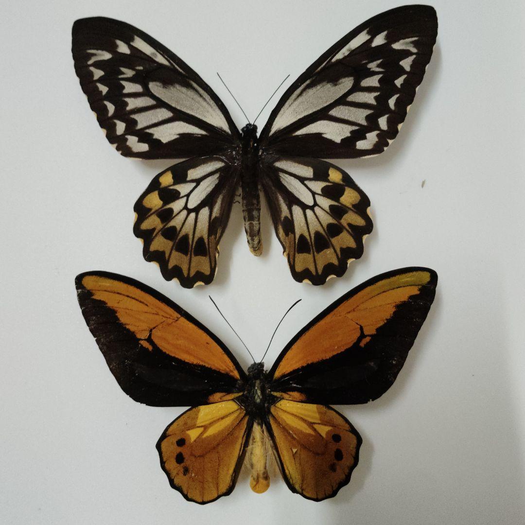 アカメガネトリバネアゲハ　蝶標本　ペア　モロタイ島 送料無料】アカメガネアゲハ(アカメガネトリバネアゲハ) , 蝶の標本