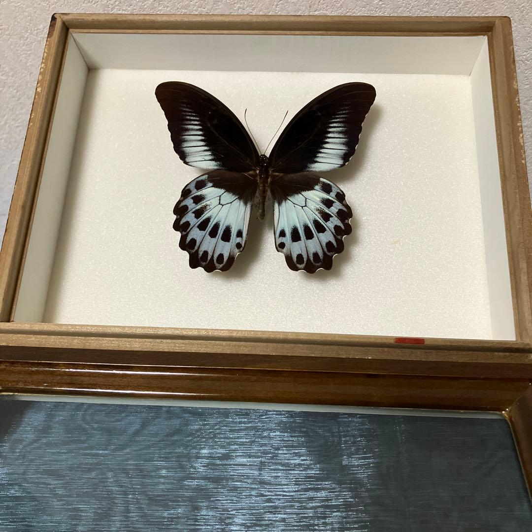 テンジクアゲハ テンジクアゲハ (Papilio polymnestor) - Picture Insect