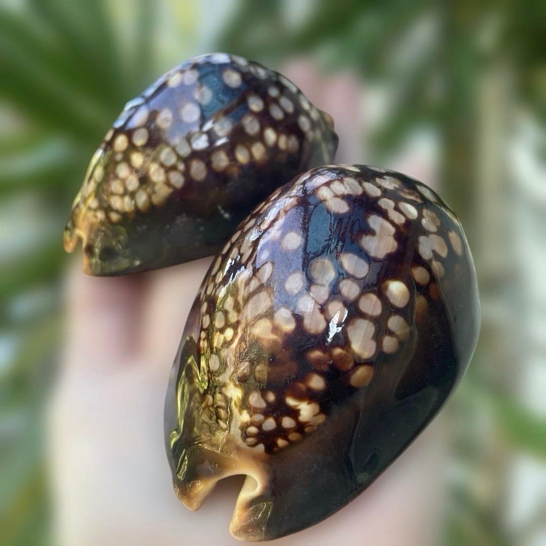 沖縄産 ハチジョウダカラ タカラガイ30年前 宝貝 - メルカリ