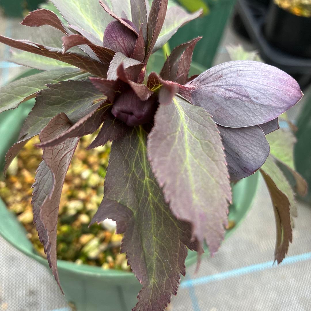 クリスマスローズ 木口交配 実生 スモーキーブルー 6寸 - メルカリ