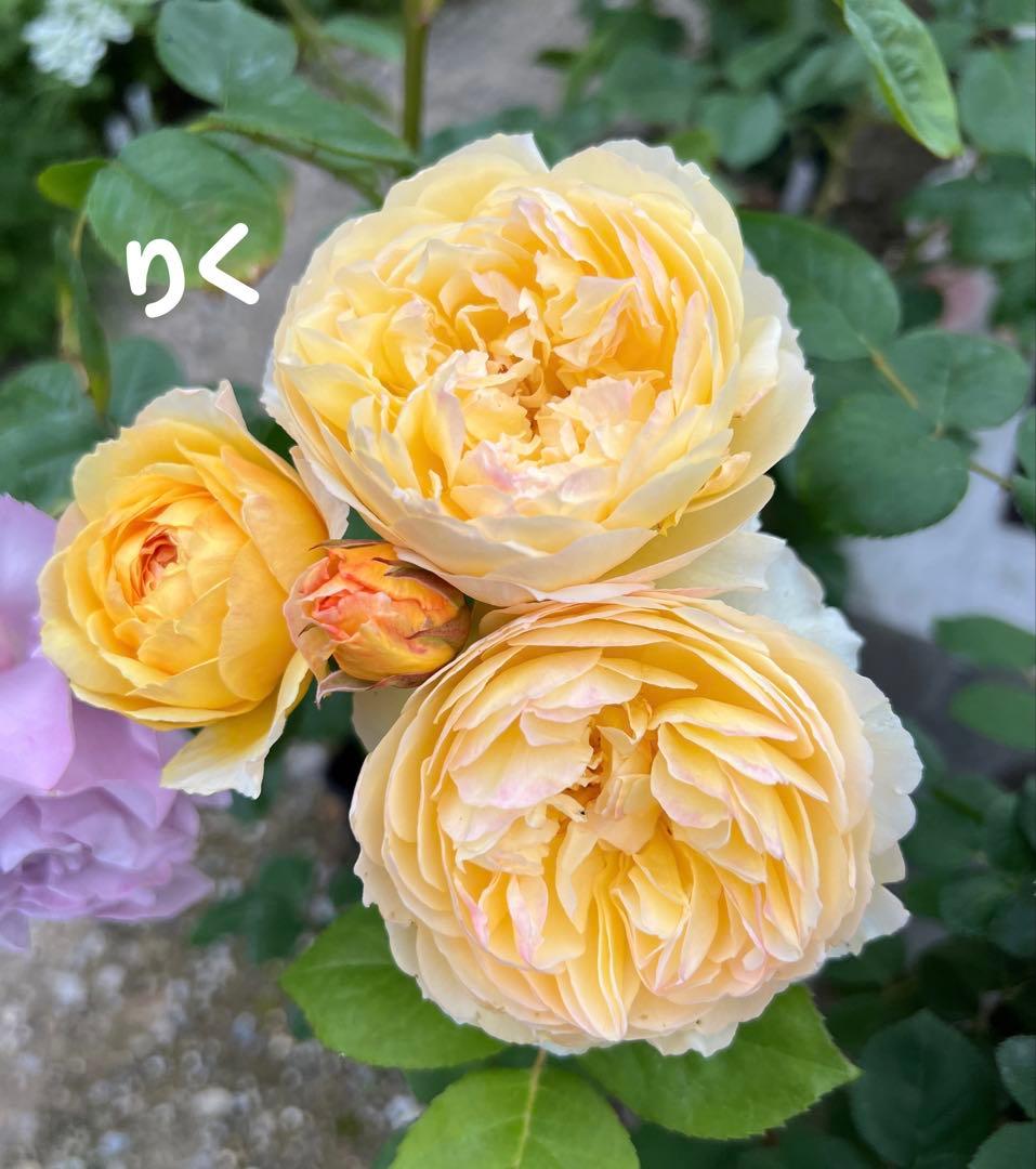 和バラ 入手困難 人気品種 強香 薔薇苗 バラ苗 - メルカリ