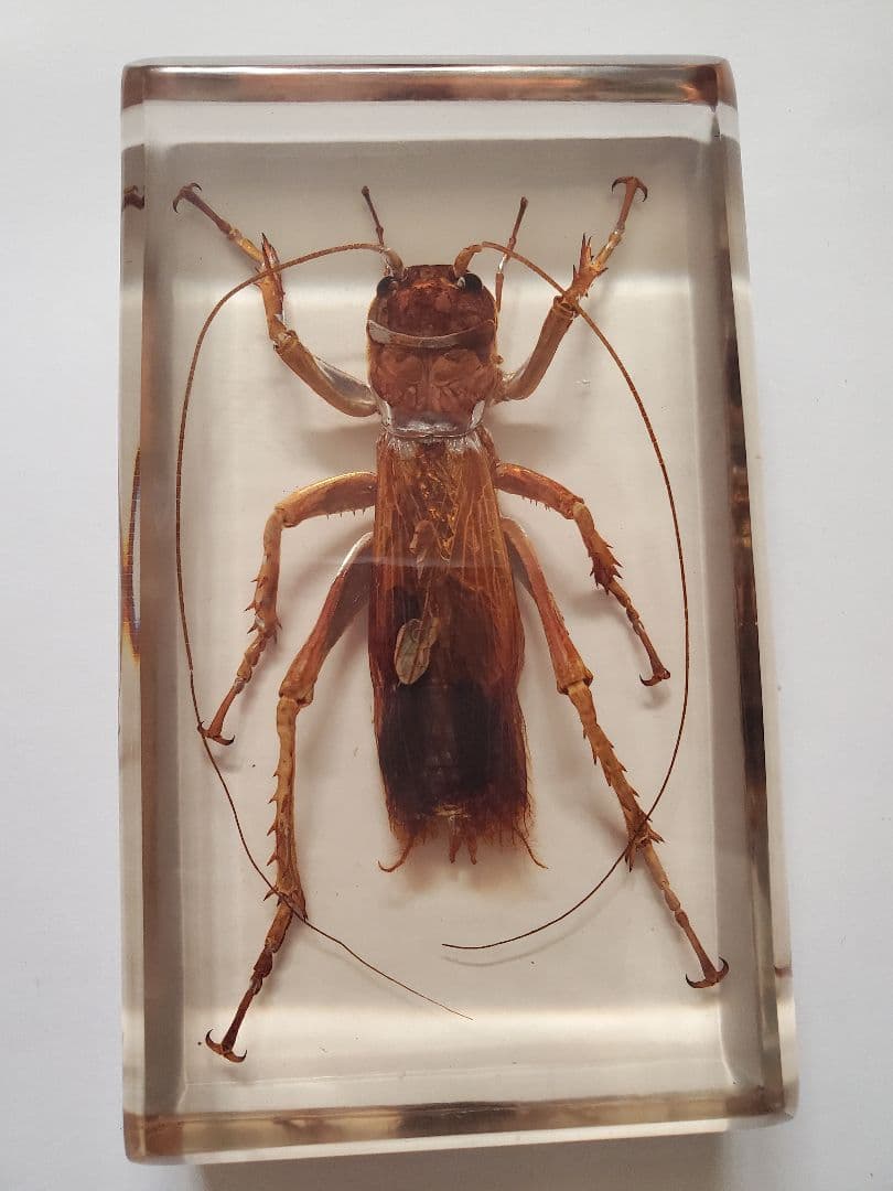 リオック 樹脂標本 オバケコロギスウェイト - メルカリ