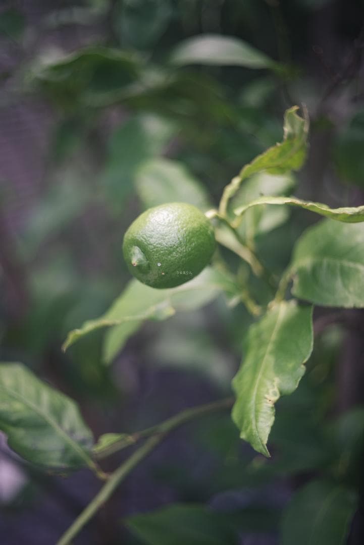 ニッケル癖玉！Leica Nickel Summar 5cm オールドレンズ - メルカリ