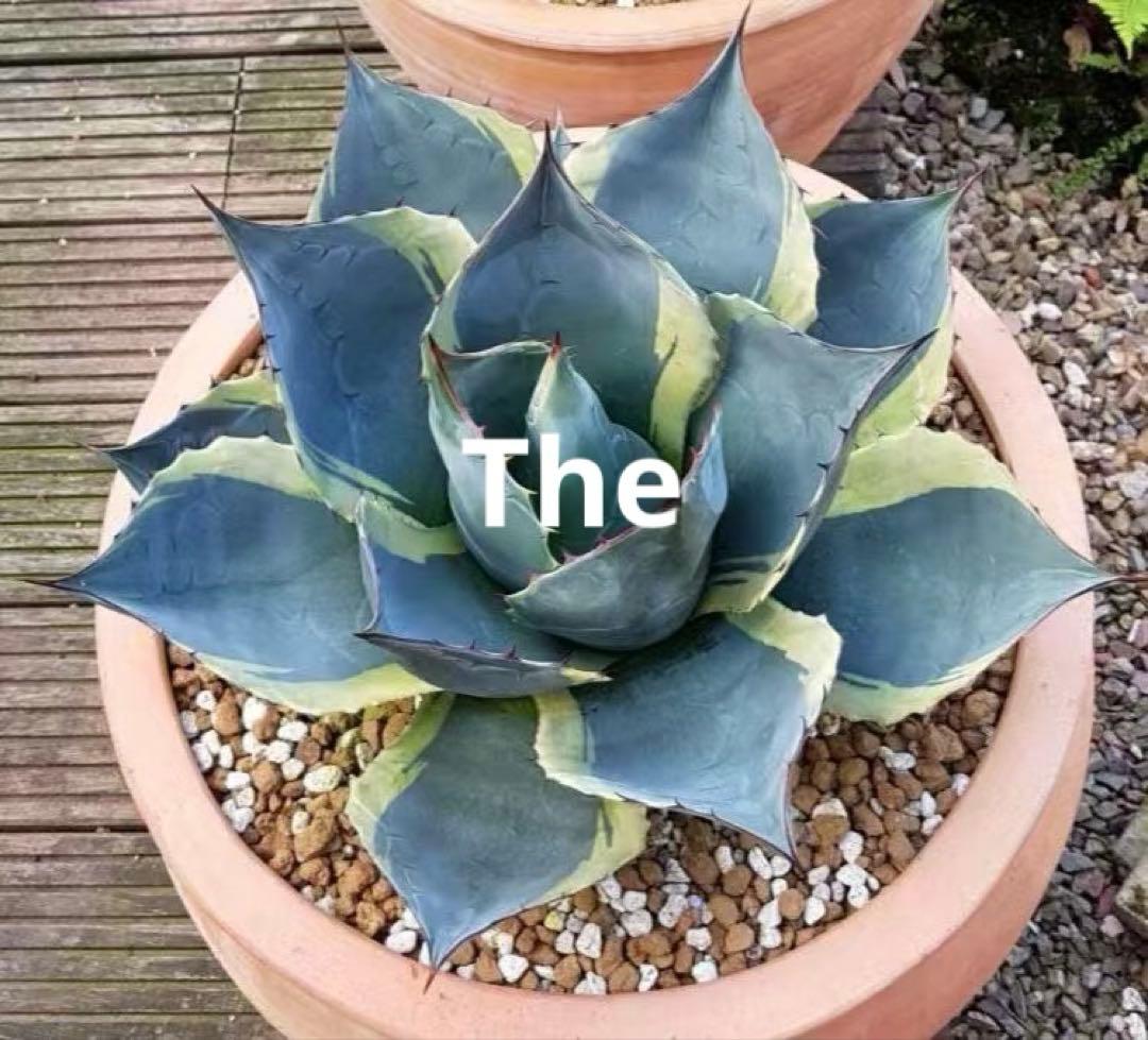 平*郎様 アガベ・ハイブリッド パラサナXオバティフォリアオルカの交