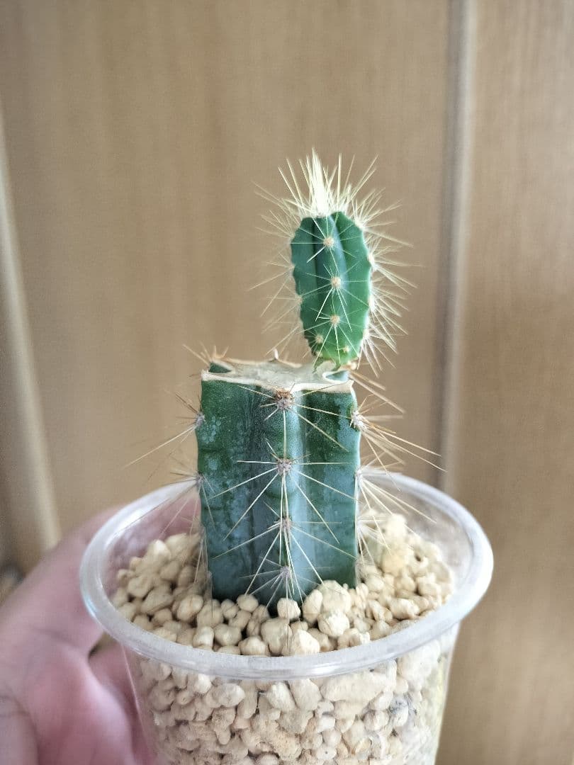 ピロソケレウス アズレウス 金青閣 サボテン ブランチ - メルカリ