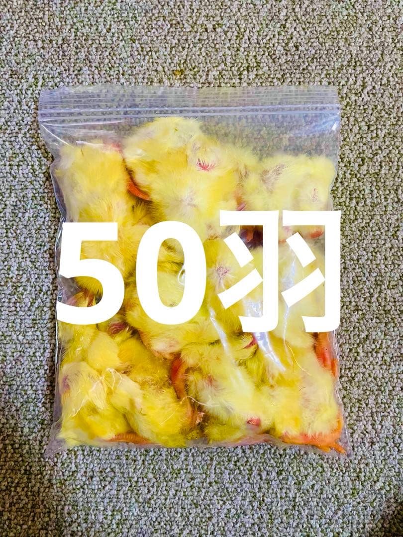 リピート購入で＋10羽】 送料無料 国産 新鮮安全 冷凍ひよこ 50羽