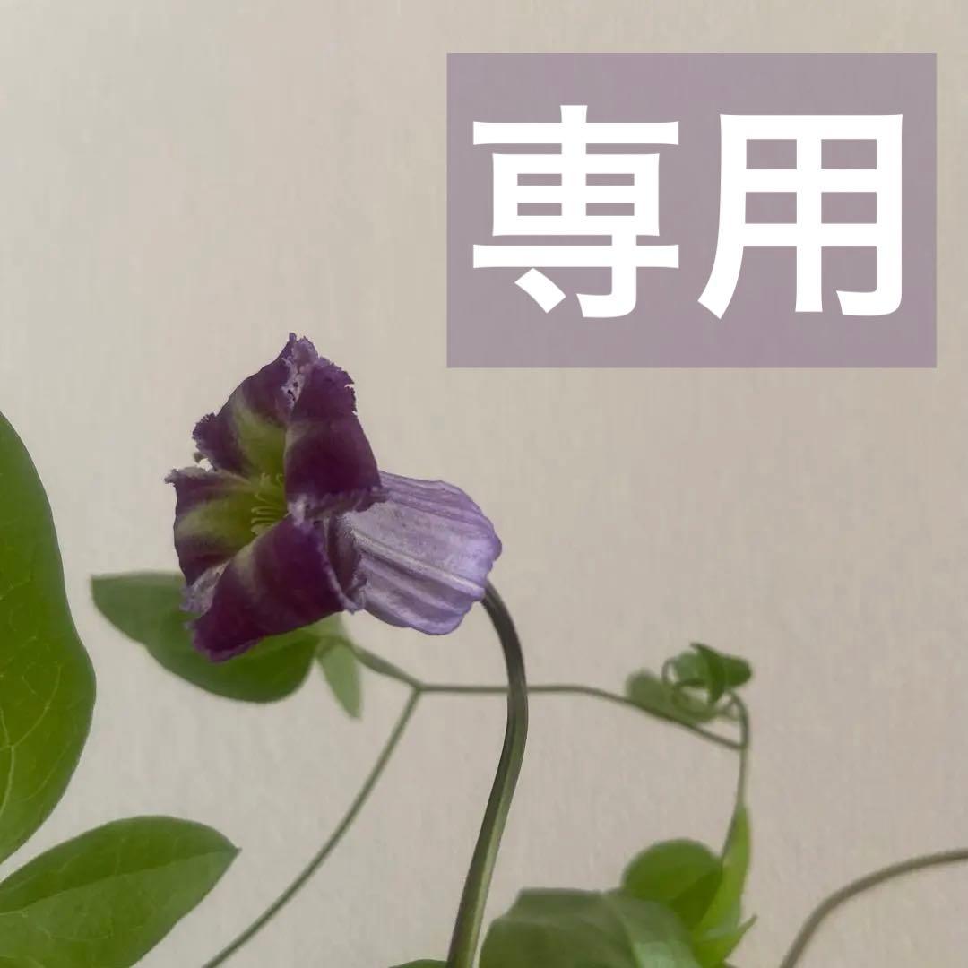 ローラダボー(フランス)挿木2年生苗