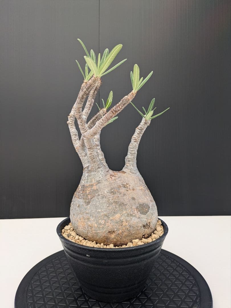 6 パキポディウム グラキリス 現地球 発根済