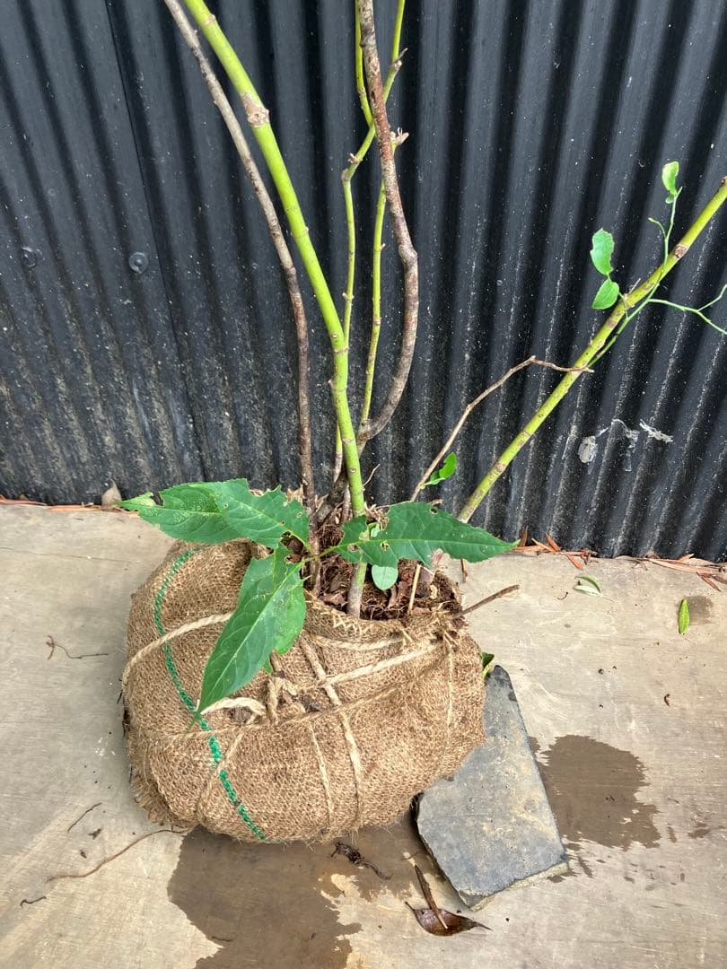 hirooo様専用です！ 山採り ヤマモミジ ウワミズザクラ 混合株 - メルカリ