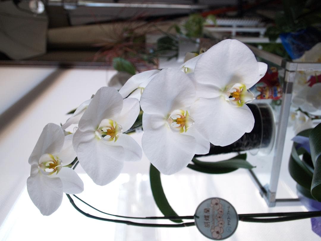 ぱ*迎様 Leica Vario-Elmarit 14-50mm f2.8-3.