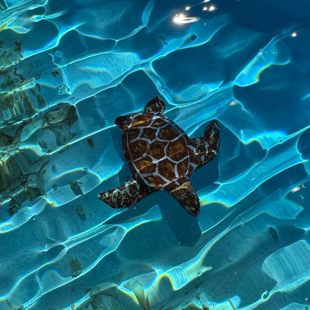 ウミガメ レジンアート オーシャンアート ホヌ 海 アート 波紋 アート