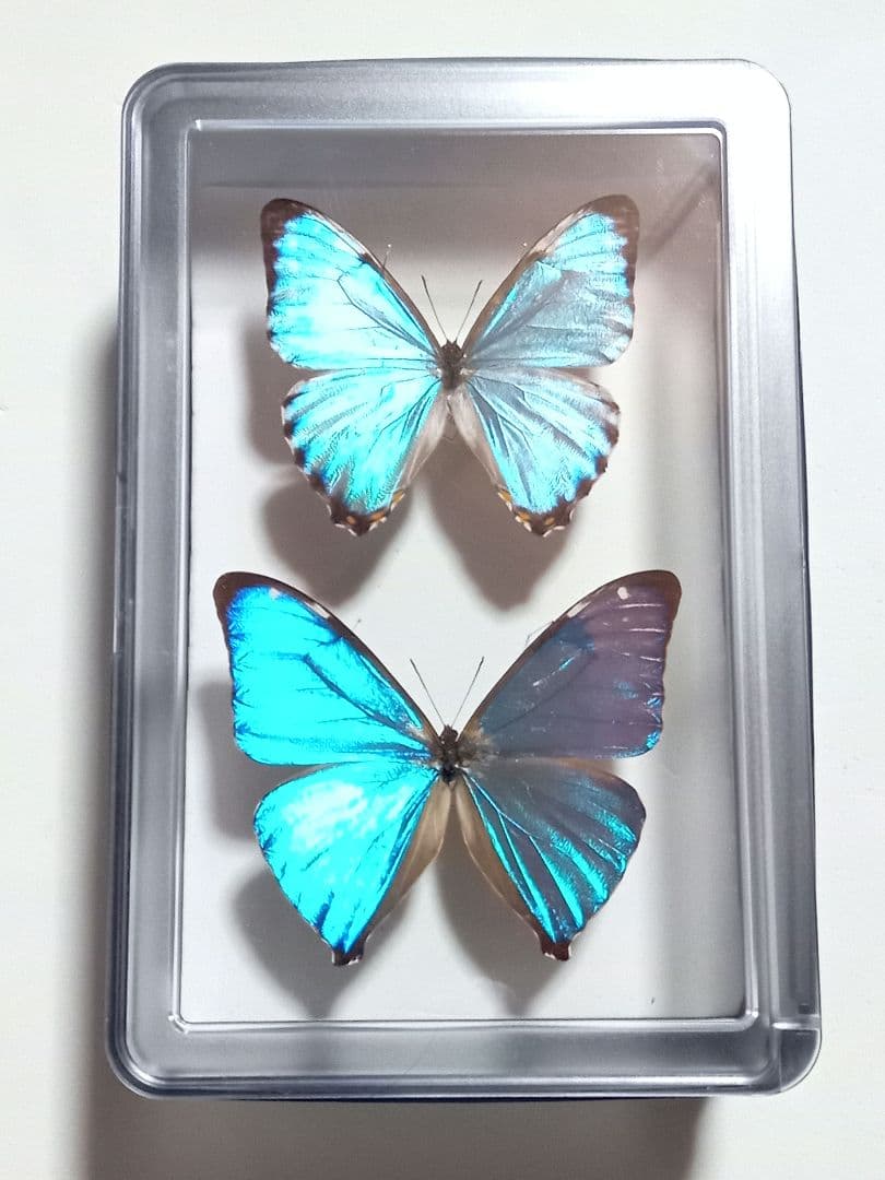 蝶標本 小型モルフォ 2頭 - メルカリ