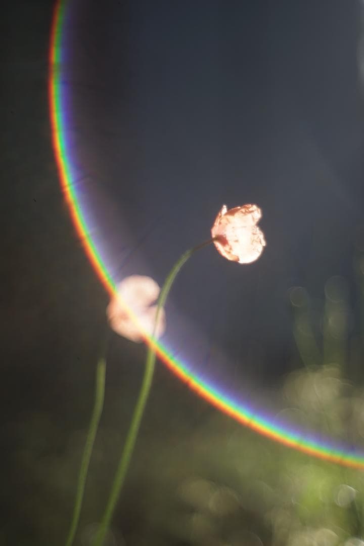 Nikon Nikkor-H.C 50mm f2 L39 銘玉Sonnarコピー Nikkor-H.C 50mm f2 L39 Review作例 5cm ニコンのライカLマウント銘玉