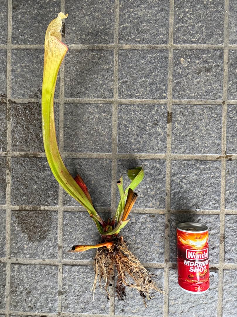 サラセニア ビッグホワイト 中〜親株サイズ 抜き苗 - メルカリ