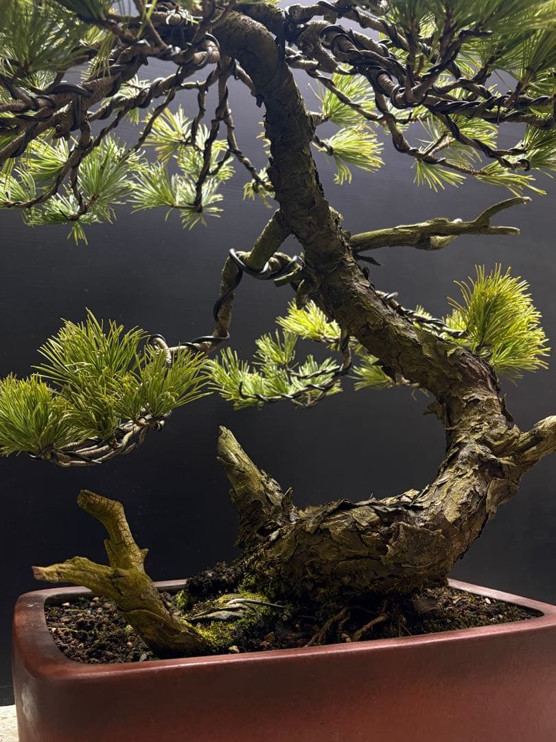 盆栽]五葉松/山採り//黒松/真柏