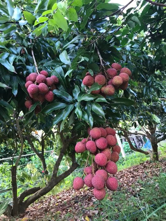 玉荷包 「ライチ 」取り木苗 - メルカリ