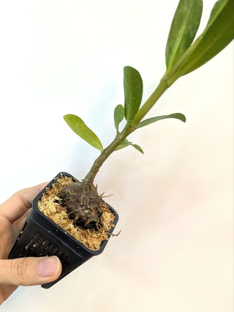 ミルメフィツム セレビクム ブキドノン マライバライ アリ植物 アリ植物・ミルメフィタム・セレビカムの花が咲き始めた | 小平太1098