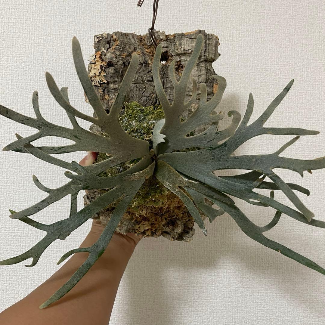 やま P. Willinckii Jenny TC P willinckii 'Jenny' TC② ＠ビカ森wife ウィリンキージェニー板付品