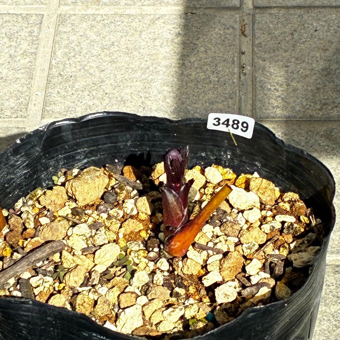 プ*ア様 3489☘️蕾花付き☘️⭐️ダブル⭐️写楽⭐️整形花⭐️艶ピコ⭐️樋口