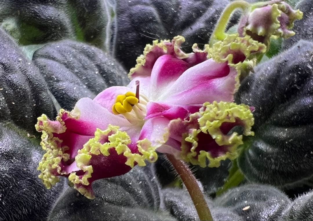 木瀬おつた Amazon | キャラクタースリーブコレクション Z/X -Zillions of enemy X