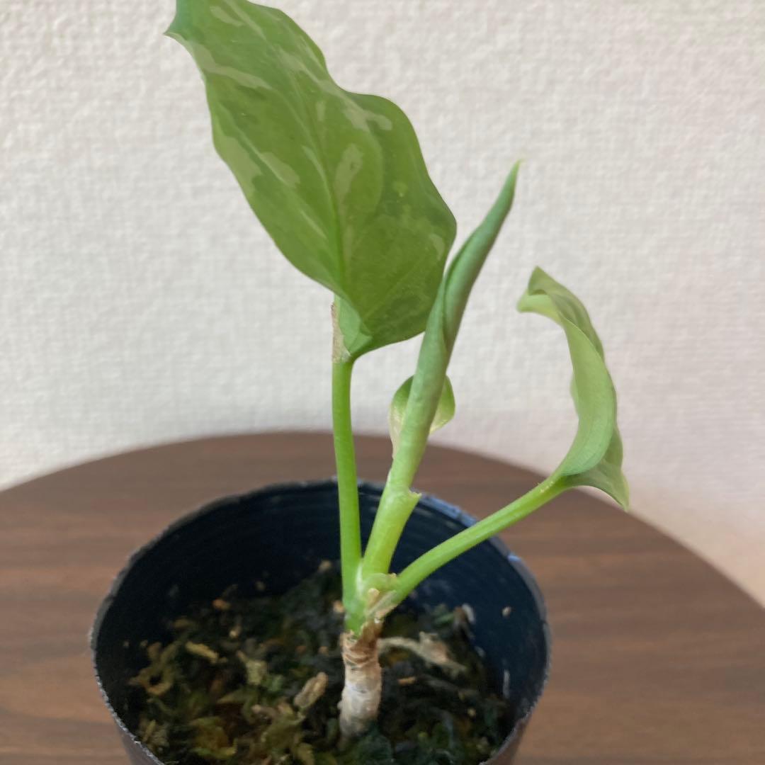 アグラオネマ ピクタム アンダマン - メルカリ