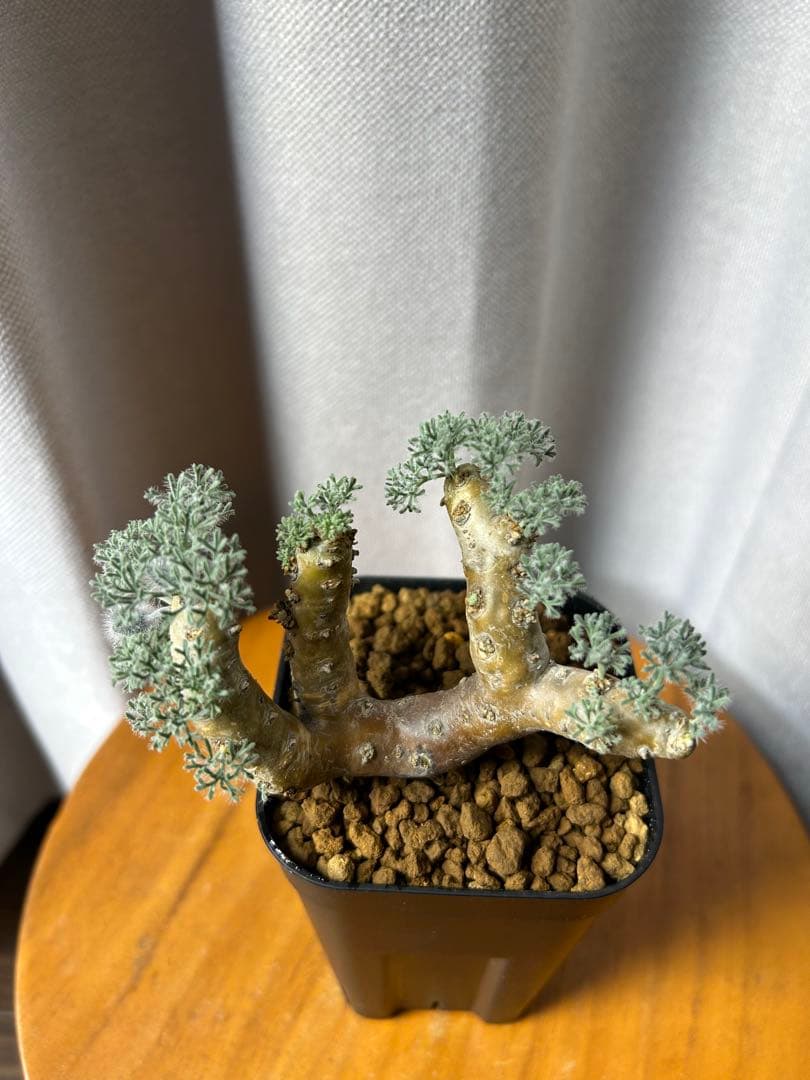 良型発根2サルコカウロン ムルチフィズム モンソニア ムルチフィダ