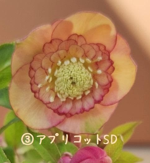 クリスマスローズ パープルベインSD（多分オーレア） おまけ交配