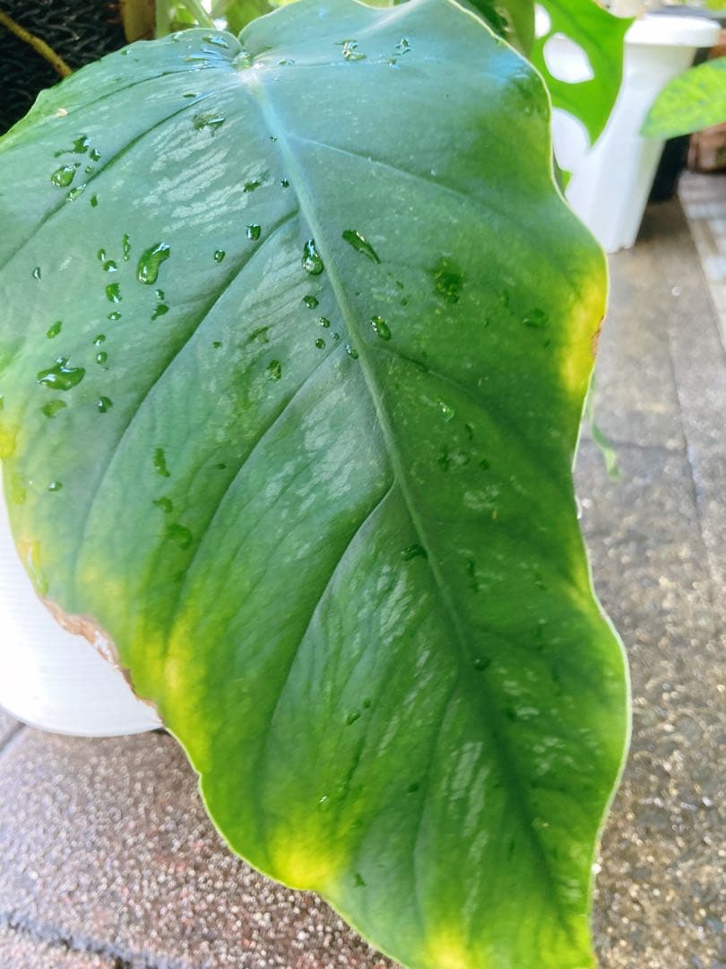 モンステラ デュビア 希少 送料無料