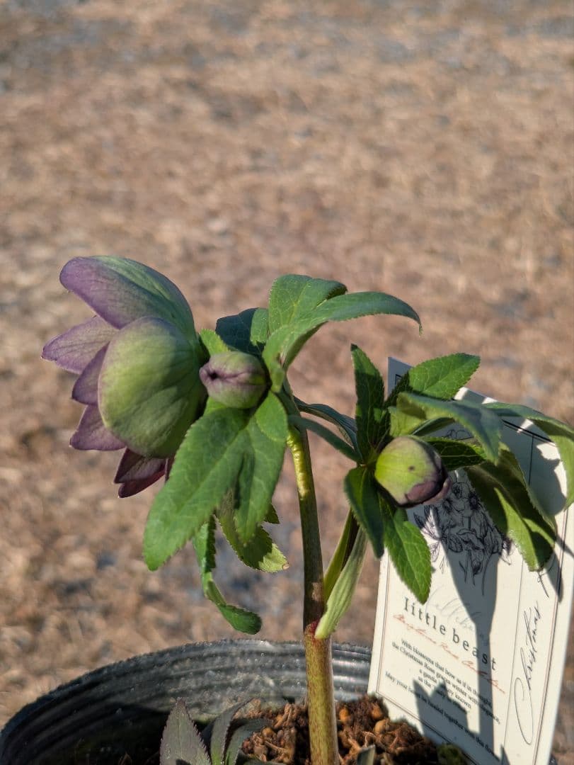 極美・原種交配｜クリスマスローズ リトルビースト ムルチフィダス系