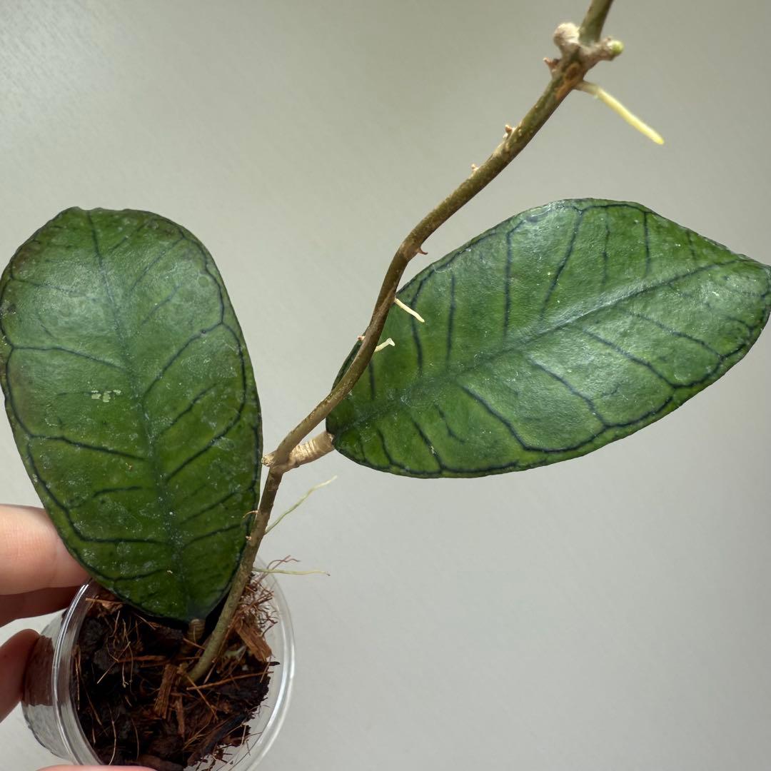 一*様 多肉植物 ハオルチア 太陽の恋人 エメラルドLED変異黄琥珀斑 糊斑