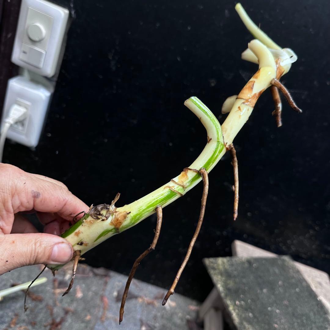 斑入りモンステラホワイトタイガー茎4株おまとめ - メルカリ