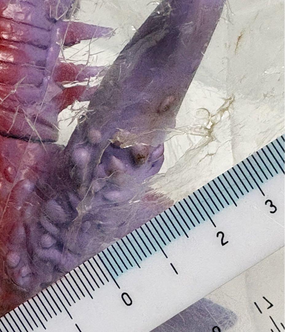 ☆一期版 新品未開封 1999年 ブルマァク アリブンタ ウルトラマンA