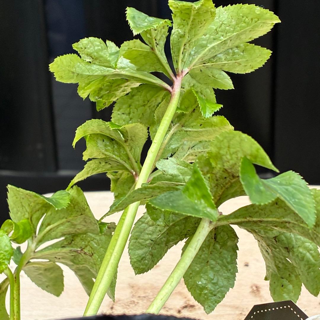 ち*ん様 ☘️ラスト2☘️タグ付き☘️新葉ワサワサ3279⭐️NEW⭐️Choc